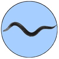 Gupta Lab (@macwormlab) 's Twitter Profile Photo