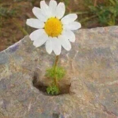 عشقي اللغة العربية.. يؤلمني وضعها لدى الجيل الحالي .. بكل رحابة صدر لدي الاستعداد لتيسير صعوباتها لمن يحتاج.