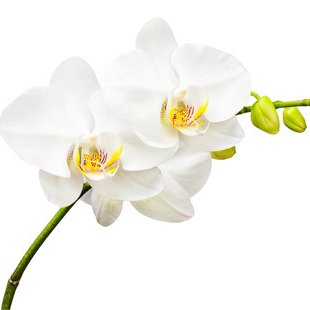 PlantsCharlotte's profile picture. 