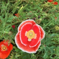 Jane Smith (@janeblahblah) 's Twitter Profile Photo