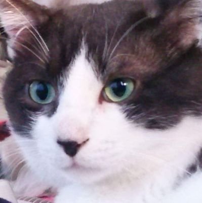 DywyWMY1DrmPvBT's profile picture. 保健所で猫引き取るシステムがないため１日か２日で殺されちゃうみたいです保健所の方が言ってました犬は長くて一週間短くて2, 3日で殺されちゃうみたいです子犬.子猫だと飼い主お探すみたいなんですが日にちが決まってるみたいで日にちが来ると殺されちゃうみたいです( ´w｀なのでなるべくペットショップ行く前に保健所へお願いします