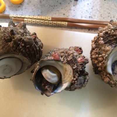 てる ミスターアンモナイト クセになる好き てる ミスターアンモナイト クセになる好き