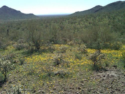 WhiteStallionAZ's profile picture. A family owned and operated vacation destination in the beautiful Southwest - meals, lodging,activities,horseback riding.