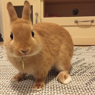 はるうさにっき 歯こっわ 全力でかじってる うさぎ ネザーランドドワーフ ぺろ吉君 動物 ペット ふわもこぶ部 うさばか 可愛い 癒し 怖い 歯 野生 リンゴの木 だったかな 美味しい 好きみたい ふわふ T Co 3dzu9bszyh