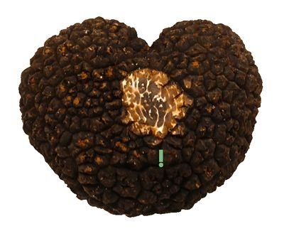 Somos #productores #comercializamos #TrufaNegra #fresca #TuberMelanosporum y #encinas #truferas. #Truficultura #Trufiturismo #TurismoSostenible #Soria