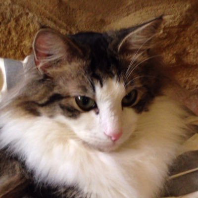 onakaitainoyo's profile picture. 丁寧な毎日を送りたい（願望）