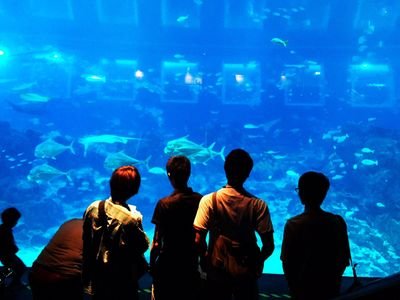 BaseballNyan's profile picture. 