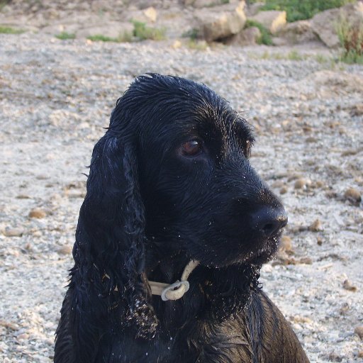 midineta's profile picture. Biòleg marí. Ara, en la lluita de les renovables contra el mal clima i la mala màfia energètica.