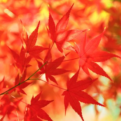 紅葉 (@momiji0303) / X
