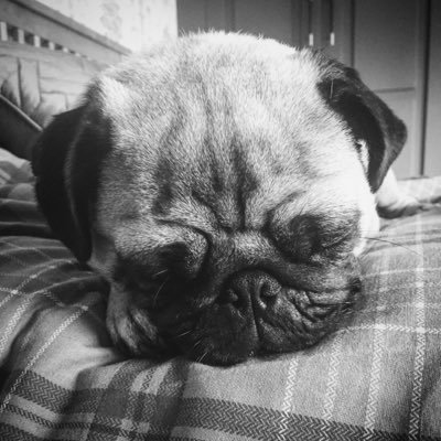 A Pug, living with my Mummy, Daddy and little brother, Luke in Bromley, Kent (UK). Born 24th Aug 2014. Likes eating, sleeping, stealing underwear & biting feet!