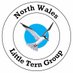 NW LITTLE TERN GROUP (@NW_LITTLE_TERN) Twitter profile photo