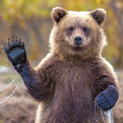 Belart34rus's profile picture. Bear from Russia. Follow me