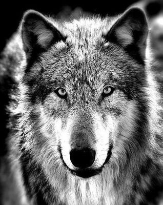 Vadim_Eazy's profile picture. 