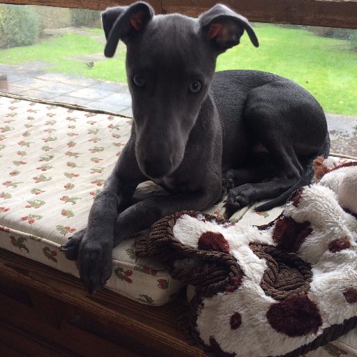 #Home from home #boarding for #Whippets and their close relatives.