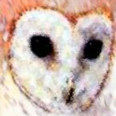 Barn Owl Band Barnowlband Twitter