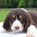 Scarlet Gray Mazzei - @GrayChcnchrg - Twitter