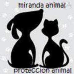 MIRANDA ANIMAL PROTECCION ANIMAL es la protectora de Miranda de Ebro (Burgos), sin ánimo de lucro, que vela por la protección, ayuda y defensa de los animales.