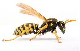 Professional domestic and commercial pest control services.
Member of the British Pest Control Association.