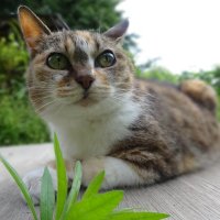 みずたま。 (@jamocamint) 's Twitter Profile