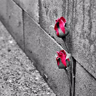 RamseyDaryton's profile picture. Learner.