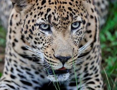 Leopard Kingdom (@kingdom_leopard) | Twitter