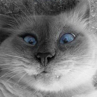 psl2112's profile picture. 