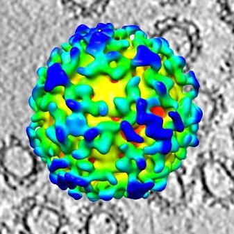 Briggs group at MPI Biochemistry. Cryo-EM, tomography, subtomogram averaging, CLEM, coated vesicles, enveloped viruses.