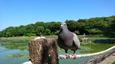 世界で一番大切な鳩さんのプロフィール画像