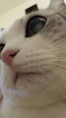 na___ru5's profile picture. 生涯ミー.エメラ.サム.ラッキーに愛そそぐ。            好きすぎてどうしようか、いやどうしようもない。　　　　　　　　　　　　　　　栃木は愛郷。とりあえず千葉に住んでる。今はピーと共に生きてる。