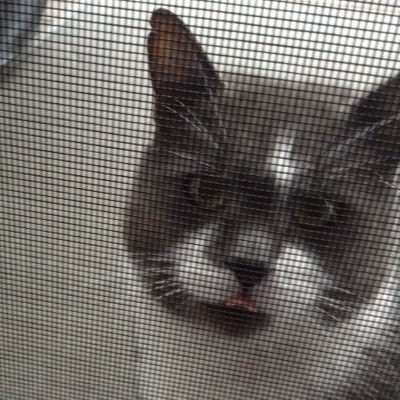 sneesnake's profile picture. 