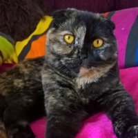 Cats, Java & Jessika (@java_jessika) 's Twitter Profile