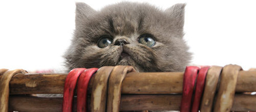 catpettraining's profile picture. Cat Pet Training Information Website