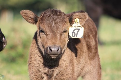 Pasture Prime Wagyu is a family owned farm based in central Florida.We produce premium quality, free-range, 100% grass-fed Wagyu beef, Mangalitsa wooly pigs