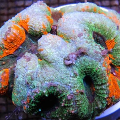 korallendesign's profile picture. Importacion peces y coral