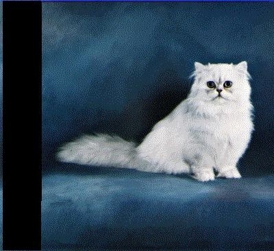 Historian (US, Ancient. Medieval, & Civil War), Constitutionalist, Network Security, Networks, Free Internet, Persian Cats, Minature Collies, IT Analyst,