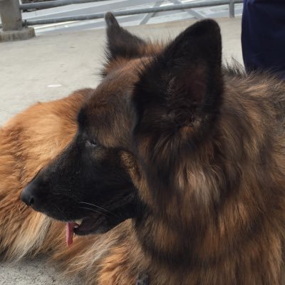 Long coat German Shepherd and a pretty girl.