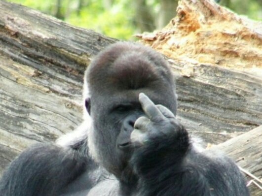 hilke56's profile picture. Een hele gewone jongen die probeert de wereld bij te houden.