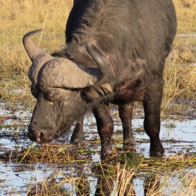 GertdeBeer's profile picture. Passion for leaders' pursuit of balance - nurturing the team whilst pursuing quantum outcomes. Growth in business and personal growth should always go together