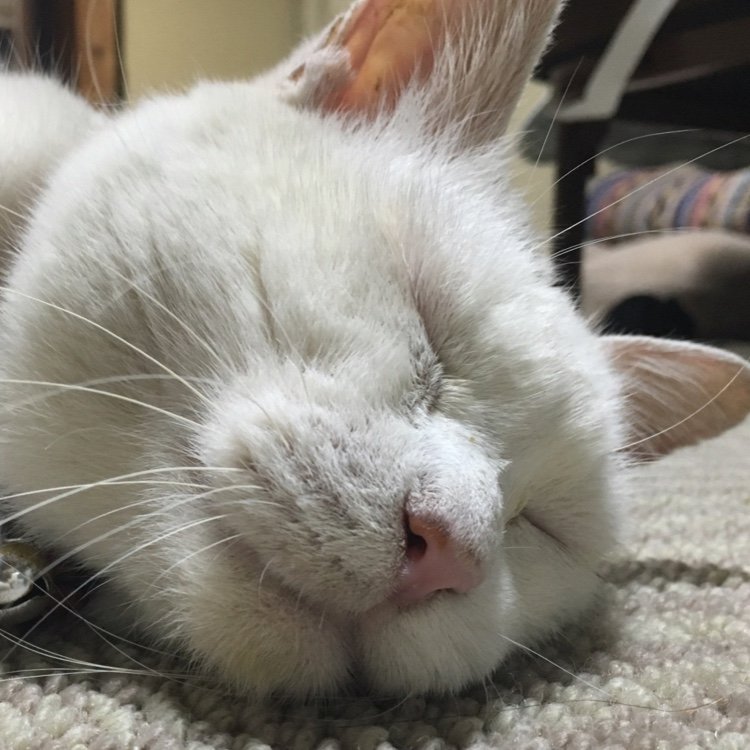 raglan2000's profile picture. 茨城水戸在住、ジャズギター、英語、サーフィン、脳科学を活用した独自の上達理論を追求