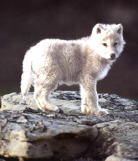 Snowpup's profile picture. Irascible, Indomitable, Inconceivable, Indubitable.  These are all words I can spell.