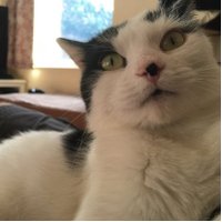Steve Rawle (@thegrumple) Twitter profile photo