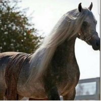 الهواوي (@a1h0wy) Twitter profile photo