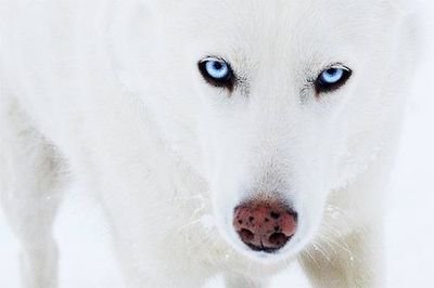 ahilgov98's profile picture. Больной психопат !!!