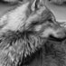 lobo (@loboe80522026) Twitter profile photo lobo (@loboe80522026) Twitter profile photo