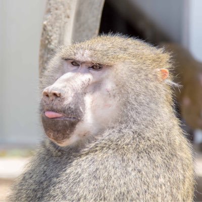 A nonprofit dedicated to providing an enriched and stimulating sanctuary for baboons retired from the research, pet and entertainment industries.