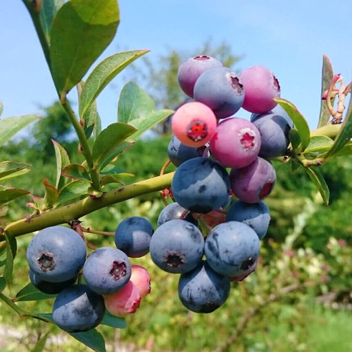 ファーマシーガーデン浦賀 ３月に入りましたね ブルーベリーの花のつぼみも膨らみ始めたので 肥料に骨粉入りの油粕やphを下げる為の硫黄を撒き始めています