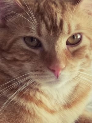 Adriana411's profile picture. 