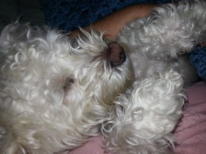 scrufmcdougal's profile picture. Must love dogs!