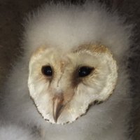 Chris Sperring MBE (@chrissperring) 's Twitter Profile