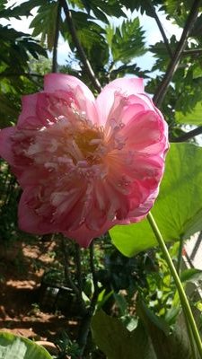 LeCumen's profile picture. I love chemistry. I need to study in English. Who can help me?